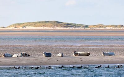 Zeehonden op het wad