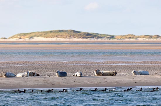 Seals on the sandbanks